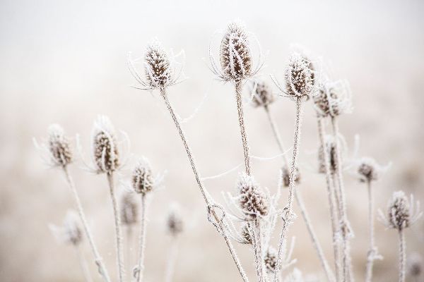 Oregon-Eugene-mornings frost on teasel